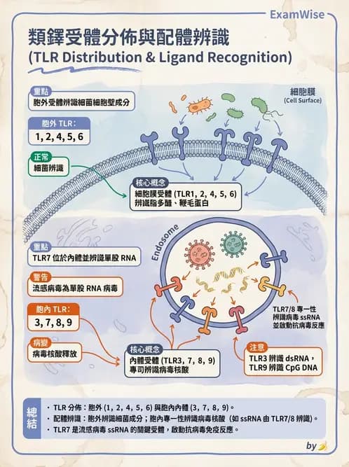 醫檢師 - 先天免疫與補體系統 - AI 圖文解析預覽