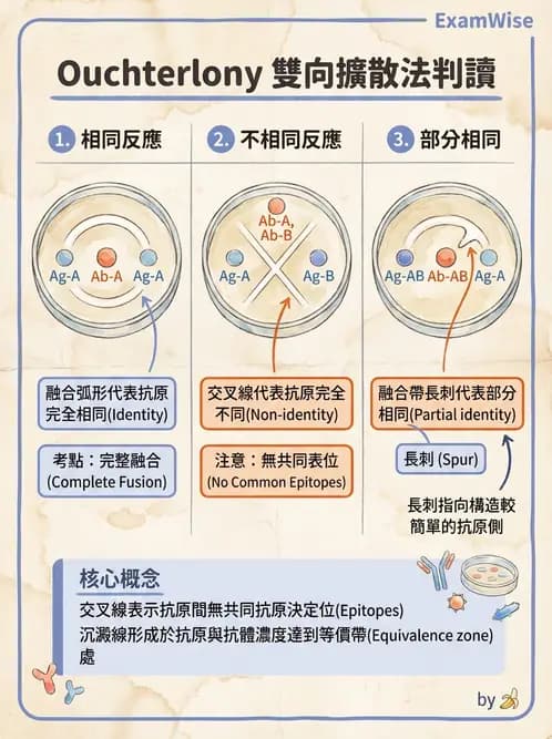 醫檢師 - 實驗室測試免疫法 - AI 圖文解析預覽