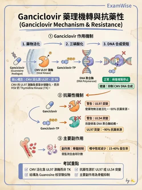醫檢師 - 疱疹病毒科 - AI 圖文解析預覽
