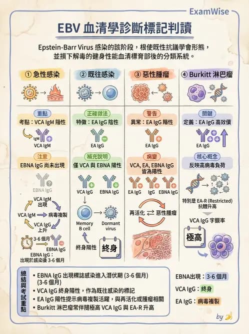 醫檢師 - 疱疹病毒科 - AI 圖文解析預覽