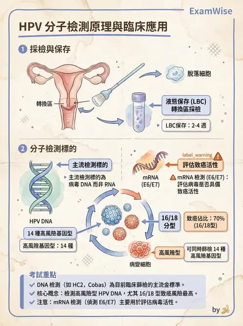 醫檢師 - 人類乳突病毒 - AI 圖文解析預覽
