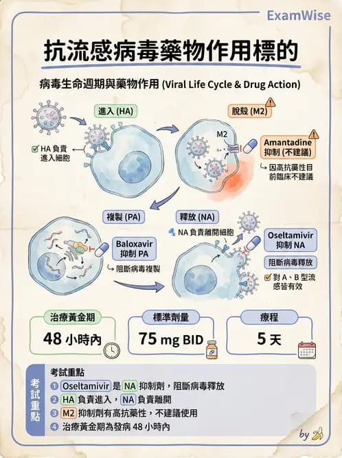 醫檢師 - 正黏液病毒科(流感) - AI 圖文解析預覽