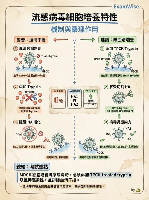 醫檢師 - 正黏液病毒科(流感) - AI 圖文解析預覽