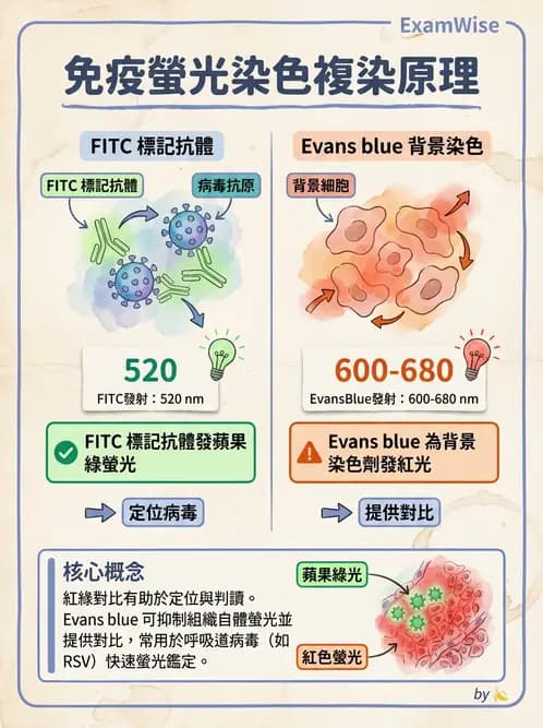 醫檢師 - 病毒檢驗技術 - AI 圖文解析預覽