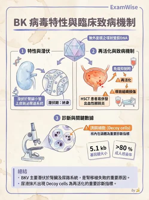 醫檢師 - 細小病毒與多瘤病毒 - AI 圖文解析預覽