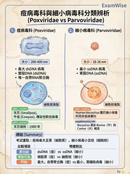 醫檢師 - 腺病毒與痘病毒 - AI 圖文解析預覽