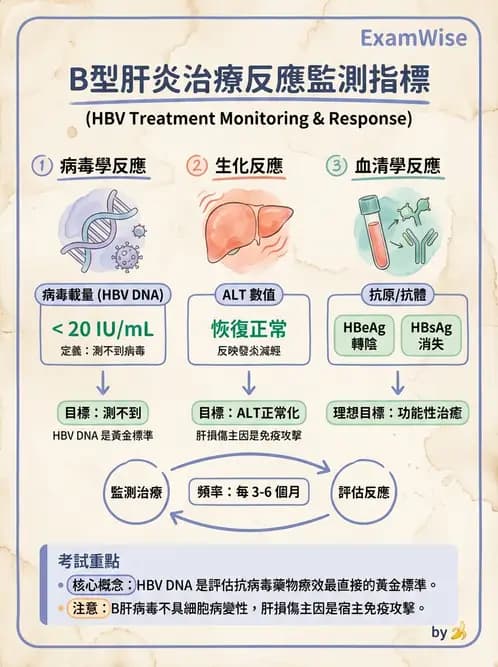 醫檢師 - B型肝炎病毒 - AI 圖文解析預覽