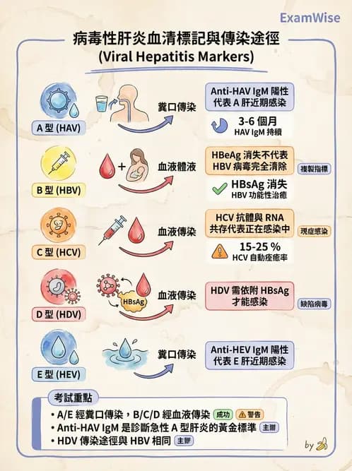 醫檢師 - B型肝炎病毒 - AI 圖文解析預覽