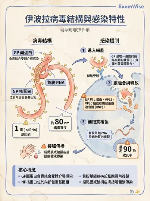 醫檢師 - 其他RNA病毒 - AI 圖文解析預覽
