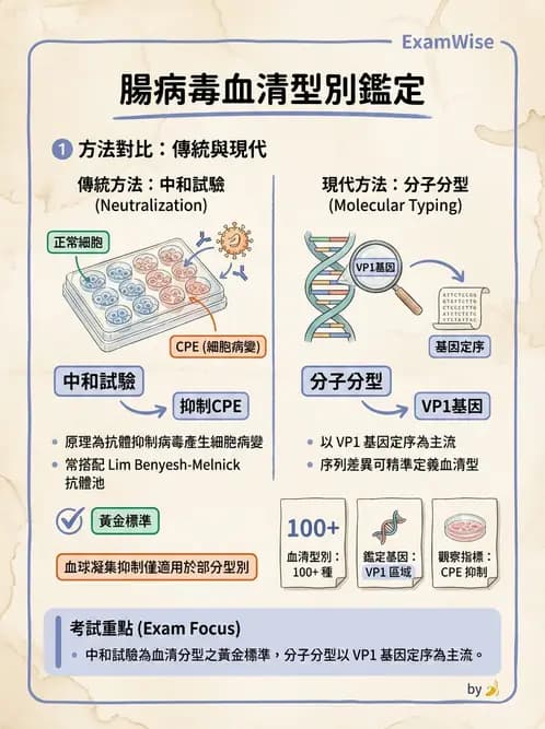 醫檢師 - 小RNA病毒科與腸道病毒 - AI 圖文解析預覽