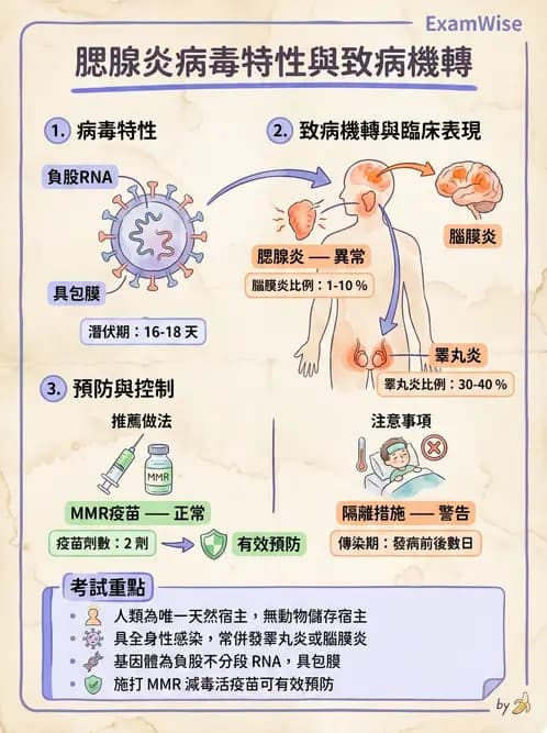 醫檢師 - 副黏液病毒科 - AI 圖文解析預覽