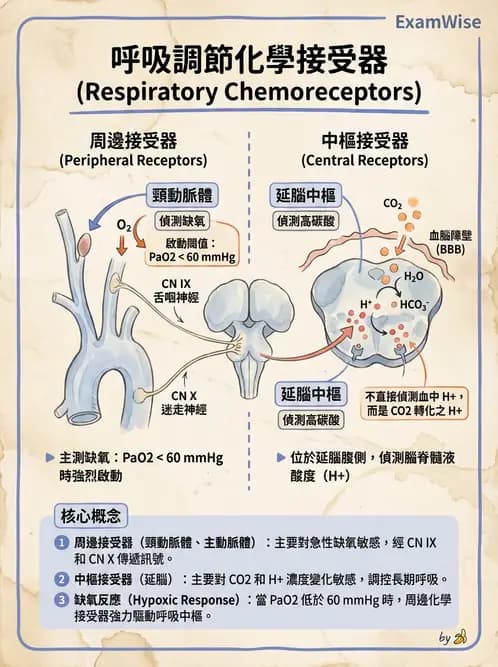醫檢師 - 肺功能判讀與氣體交換 - AI 圖文解析預覽