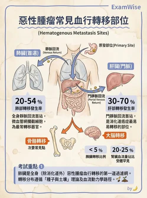 醫檢師 - 腫瘤概論 - AI 圖文解析預覽