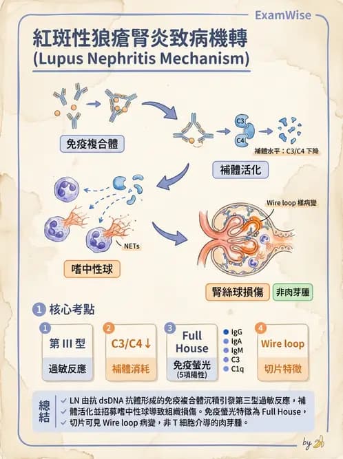 醫檢師 - 免疫疾病 - AI 圖文解析預覽