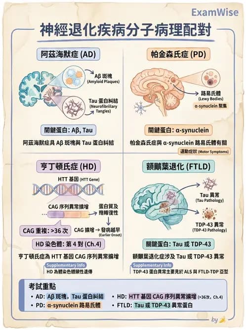 醫檢師 - 神經系統疾病 - AI 圖文解析預覽