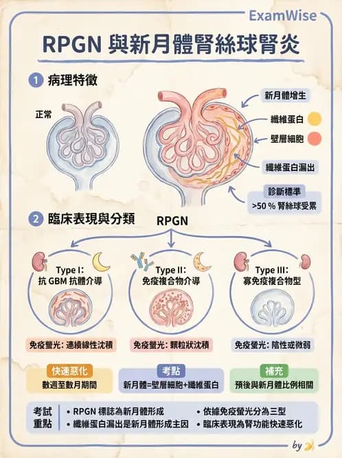 醫檢師 - 腎臟泌尿及男性生殖疾病 - AI 圖文解析預覽