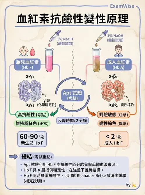 醫檢師 - 溶血性貧血與血色素病變 - AI 圖文解析預覽