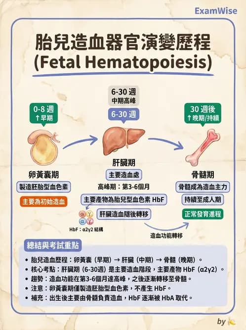 醫檢師 - 紅血球生理與形態 - AI 圖文解析預覽