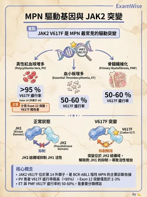 醫檢師 - 慢性血液腫瘤與骨髓增生疾患 - AI 圖文解析預覽