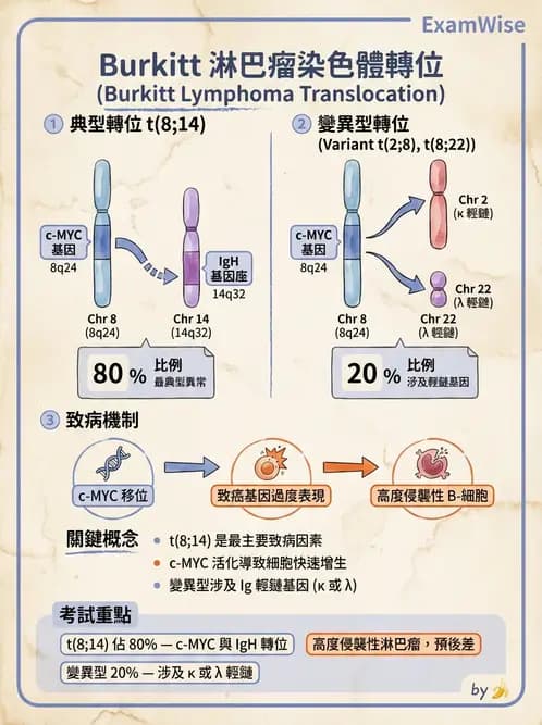 醫檢師 - 淋巴瘤、漿細胞疾病與白血球異常 - AI 圖文解析預覽