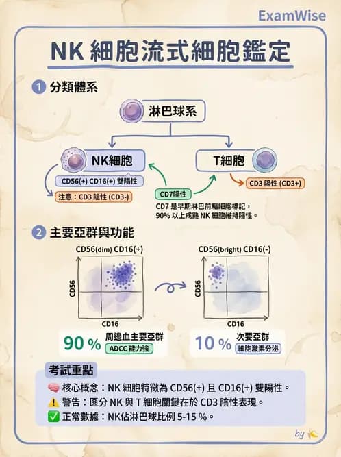 醫檢師 - 白血球生理與形態 - AI 圖文解析預覽