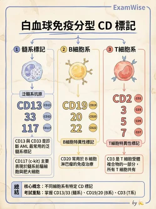 醫檢師 - 白血球生理與形態 - AI 圖文解析預覽