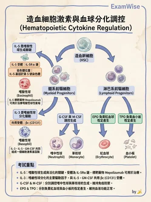 醫檢師 - 白血球生理與形態 - AI 圖文解析預覽
