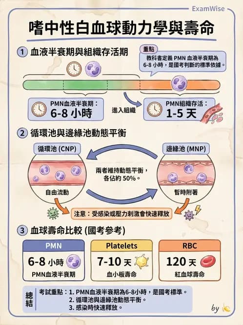 醫檢師 - 白血球生理與形態 - AI 圖文解析預覽