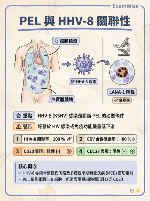醫檢師 - 淋巴瘤、漿細胞疾病與白血球異常 - AI 圖文解析預覽