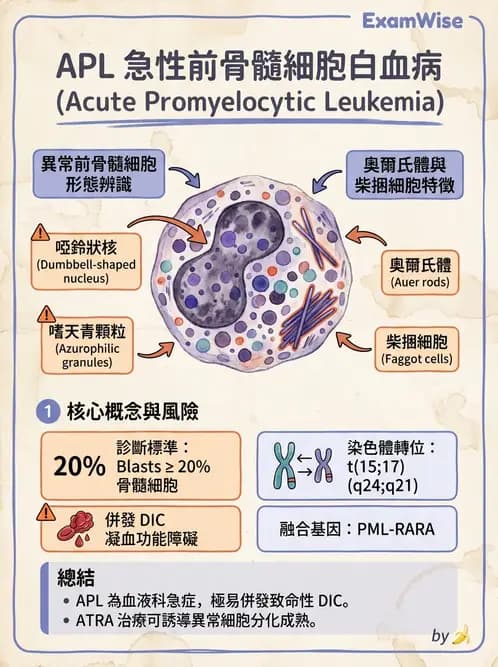 醫檢師 - 急性白血病 - AI 圖文解析預覽