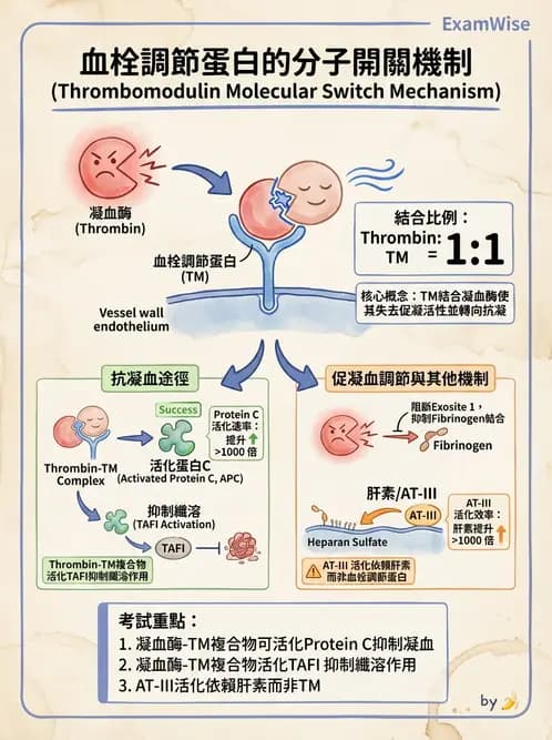 醫檢師 - 凝血因子與凝血檢驗 - AI 圖文解析預覽