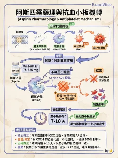 醫檢師 - 血小板與止血生理 - AI 圖文解析預覽