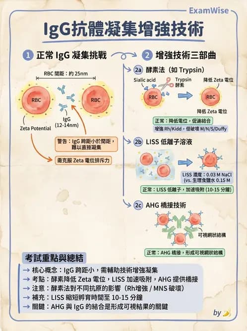 醫檢師 - 紅血球抗原與血型系統 - AI 圖文解析預覽