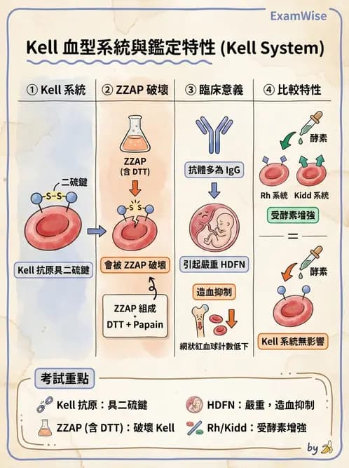 醫檢師 - 紅血球抗原與血型系統 - AI 圖文解析預覽