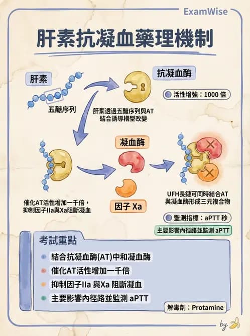 醫檢師 - 血栓性疾病與抗凝治療監測 - AI 圖文解析預覽