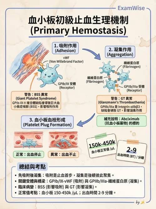 醫檢師 - 血小板與止血生理 - AI 圖文解析預覽