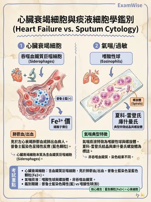 醫檢師 - 痰液一般鏡檢 - AI 圖文解析預覽