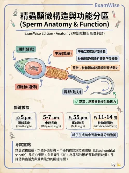 醫檢師 - 精液檢查 - AI 圖文解析預覽
