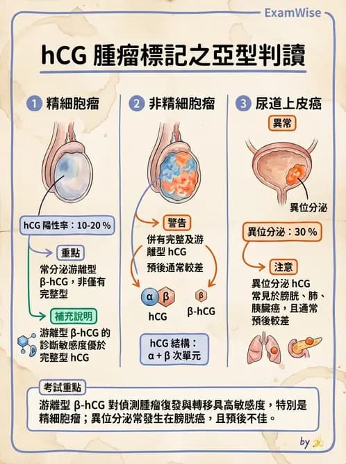 醫檢師 - 懷孕試驗 - AI 圖文解析預覽