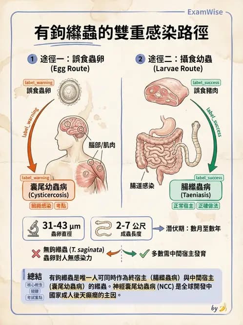 醫檢師 - 寄生蟲檢查-蠕蟲類 - AI 圖文解析預覽
