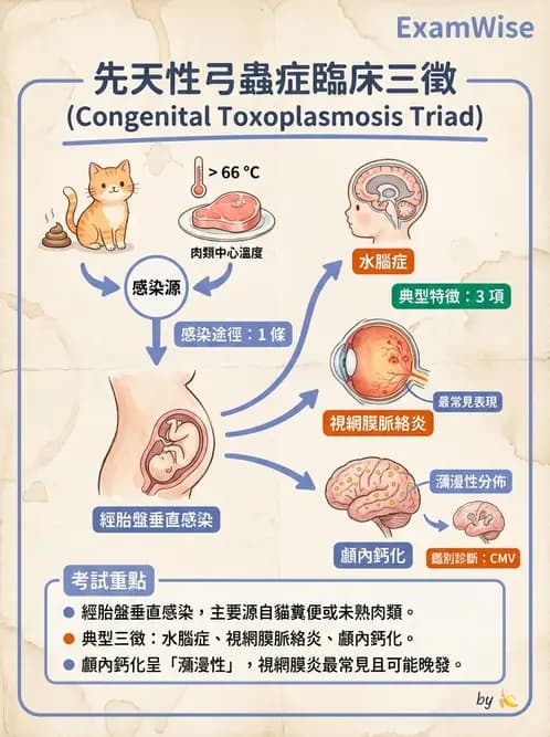 醫檢師 - 寄生蟲檢查-原蟲類 - AI 圖文解析預覽