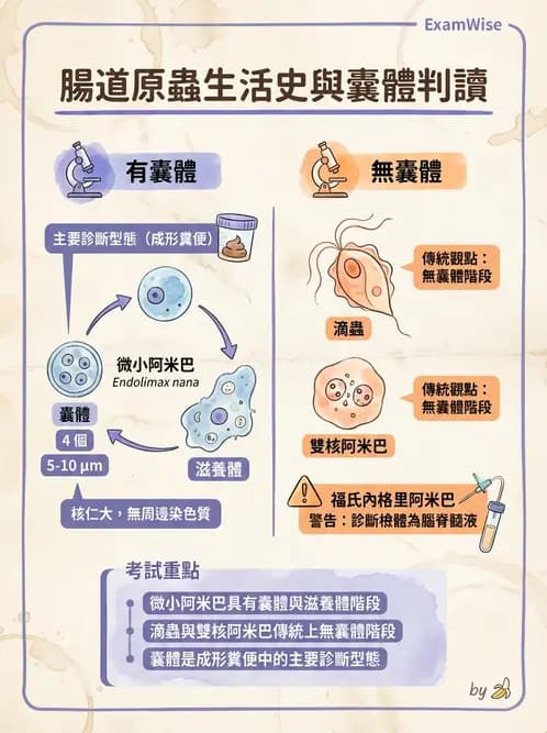 醫檢師 - 寄生蟲檢查-原蟲類 - AI 圖文解析預覽