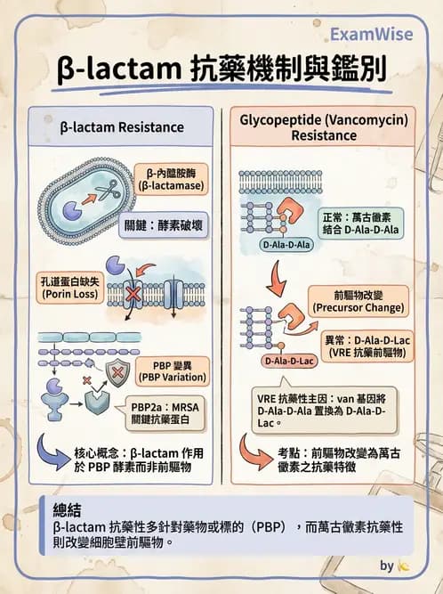 醫檢師 - 感染症分子檢驗 - AI 圖文解析預覽