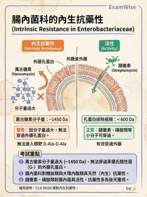 醫檢師 - 抗藥性機制 - AI 圖文解析預覽