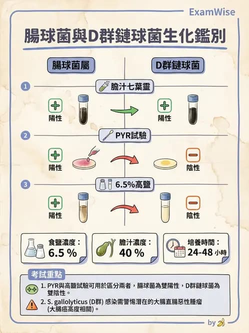 醫檢師 - 葡萄球菌與腸球菌 - AI 圖文解析預覽