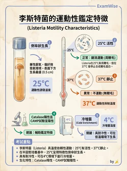 醫檢師 - 鏈球菌與其他革蘭氏陽性桿菌 - AI 圖文解析預覽