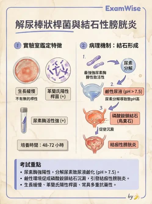 醫檢師 - 鏈球菌與其他革蘭氏陽性桿菌 - AI 圖文解析預覽