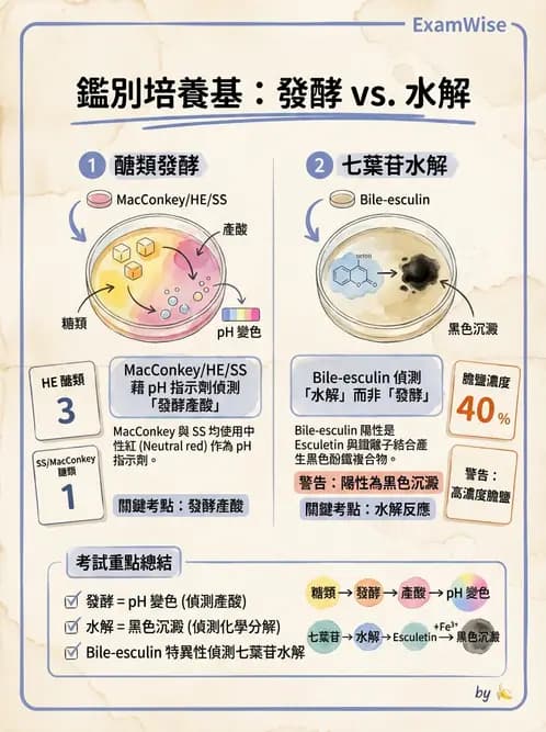 醫檢師 - 腸內菌鑑別方法與培養基 - AI 圖文解析預覽