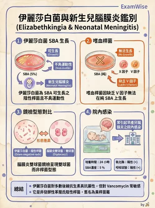 醫檢師 - 非發酵菌 - AI 圖文解析預覽