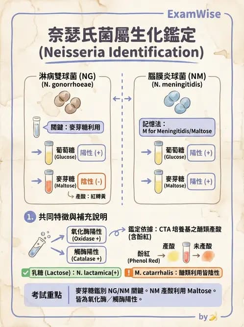 醫檢師 - 奈瑟菌與挑剔性革蘭氏陰性菌 - AI 圖文解析預覽